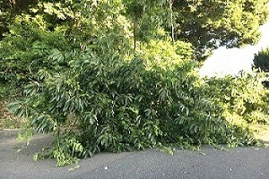 道路に倒れた木（那加地内）